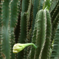Cereus repandus (L.) Mill.